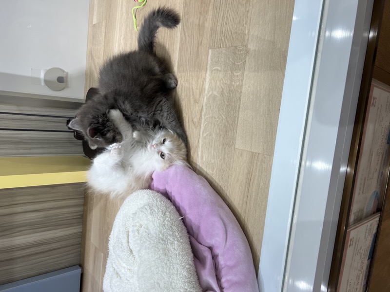 Two kittens playing together in a Japanese cat cafe