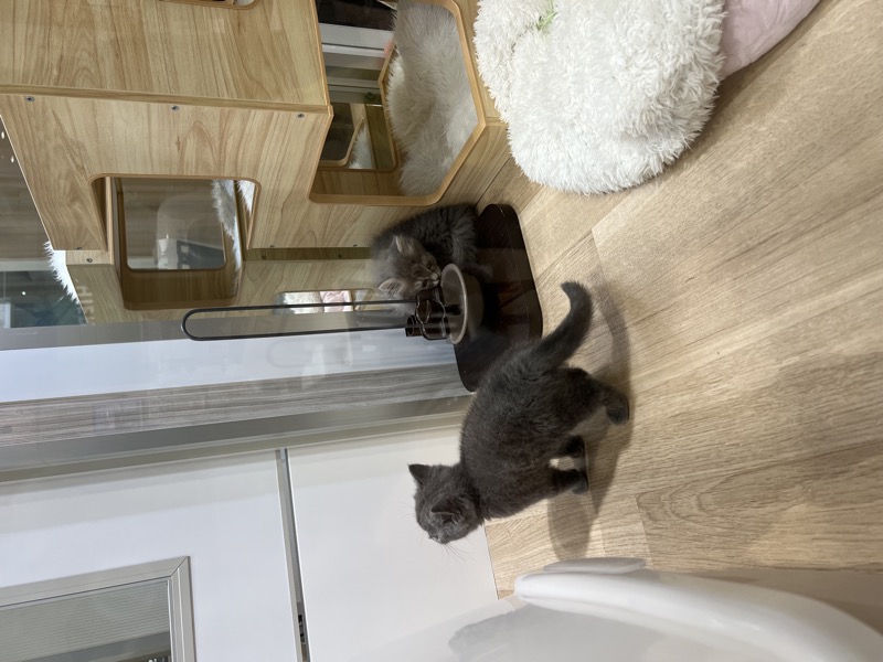 A single grey kitten sitting on the floor of a cat cafe, looking directly at the camera