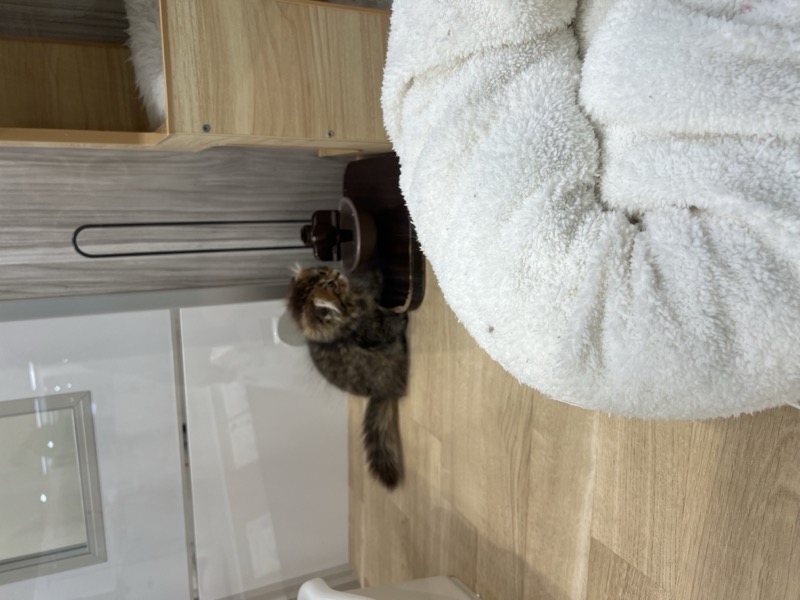 A young tabby kitten perched on a cat tree shelf, looking upward with wide eyes
